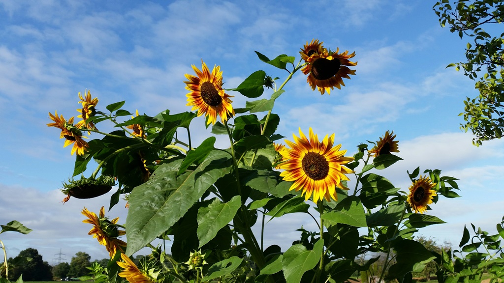 Der Soziale Garten ein Projekt des Initial e.V. Wir sagen Danke